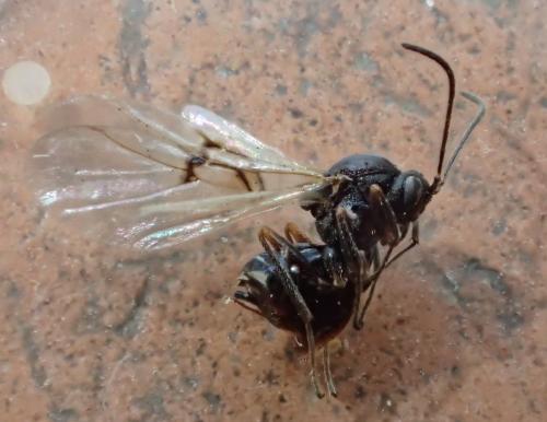 Réf. 203 008 : Neuroterus quercusbaccarum